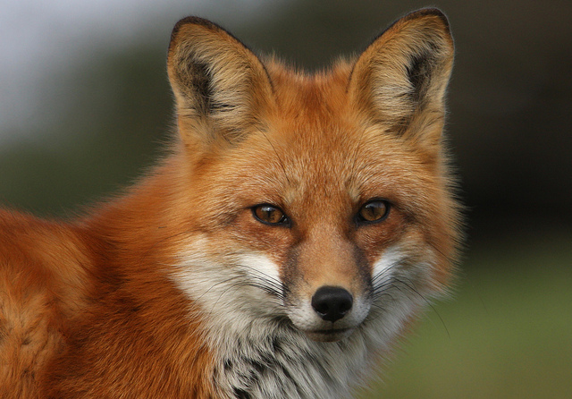 Foxes, Eyes and Google on Pinterest
